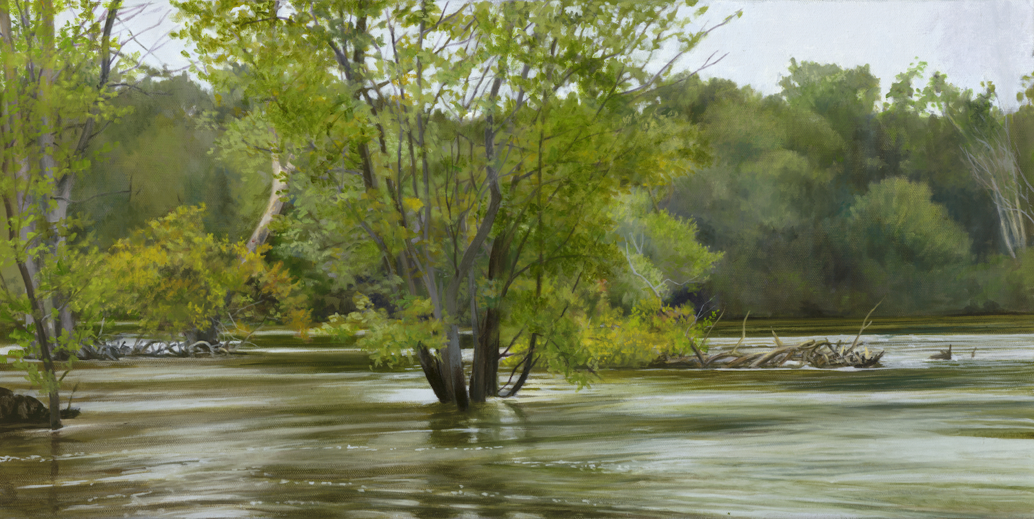 Fox in Flood July 26-9880Web Fox in Flood July 26-9880Web